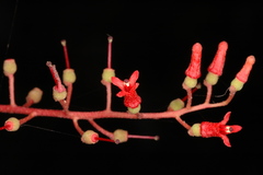 Helixanthera wallichiana